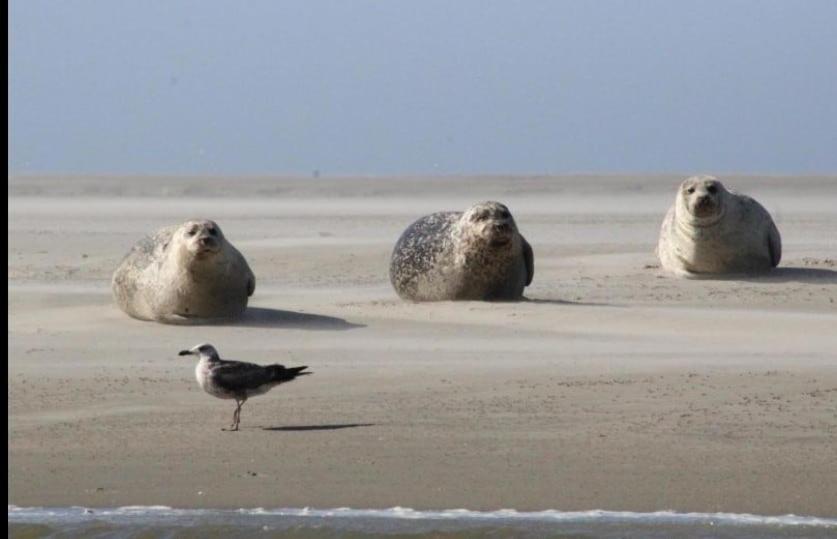 Gite Baie De Somme Cayeux-sur-Mer Exteriör bild